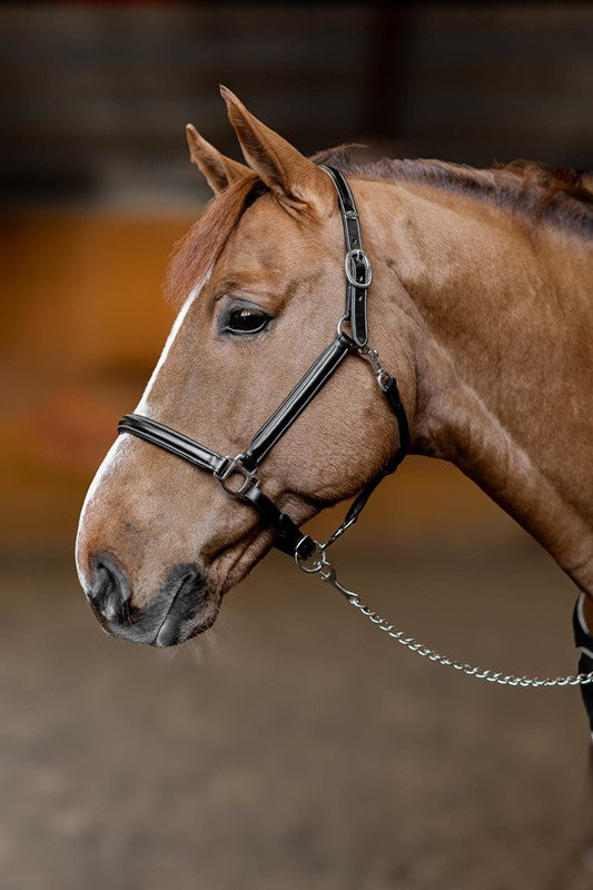 HFI Halfter little groom