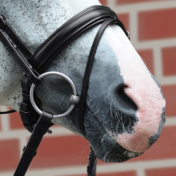 Passier exchangeable noseband for caveson special and flash strap