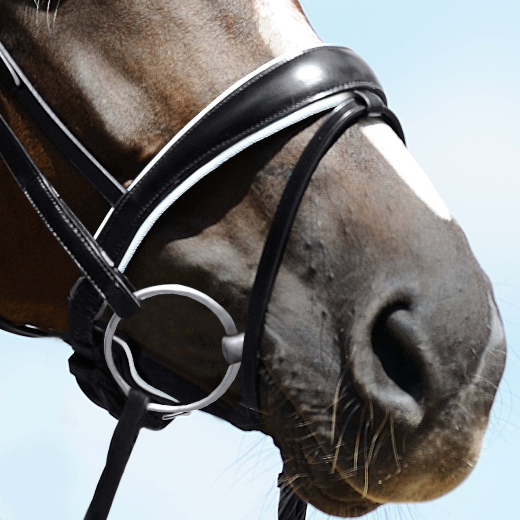 Passier anatomically formed caveson special with white lining and flash strap