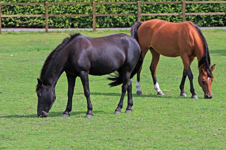 Horse - The Best Supplement for your horse  - Any why its Not available on HorseworldEU.com!!