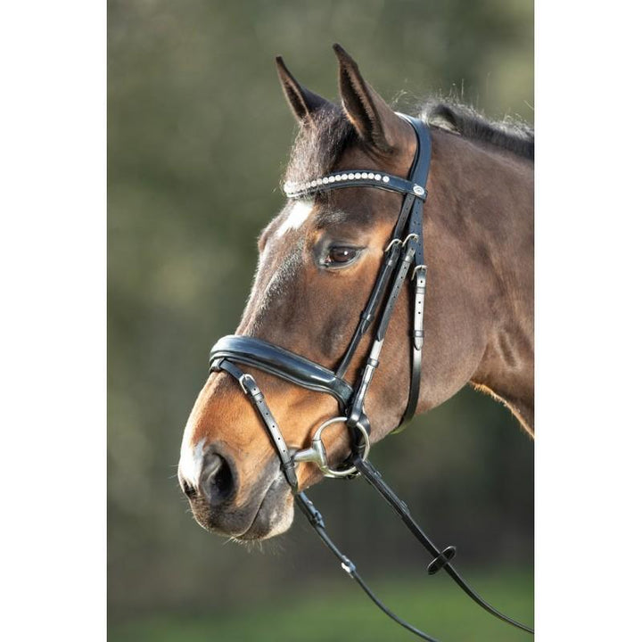 Mammal - The HFI Shiny Bridle Product Review – Traditional Meets Modern