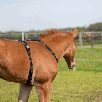 Herm. Sprenger foal harness