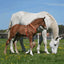 Herm. Sprenger foal harness