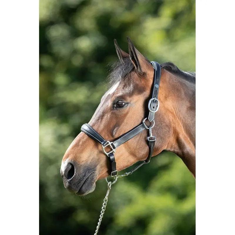 HFI grooming halter HFI