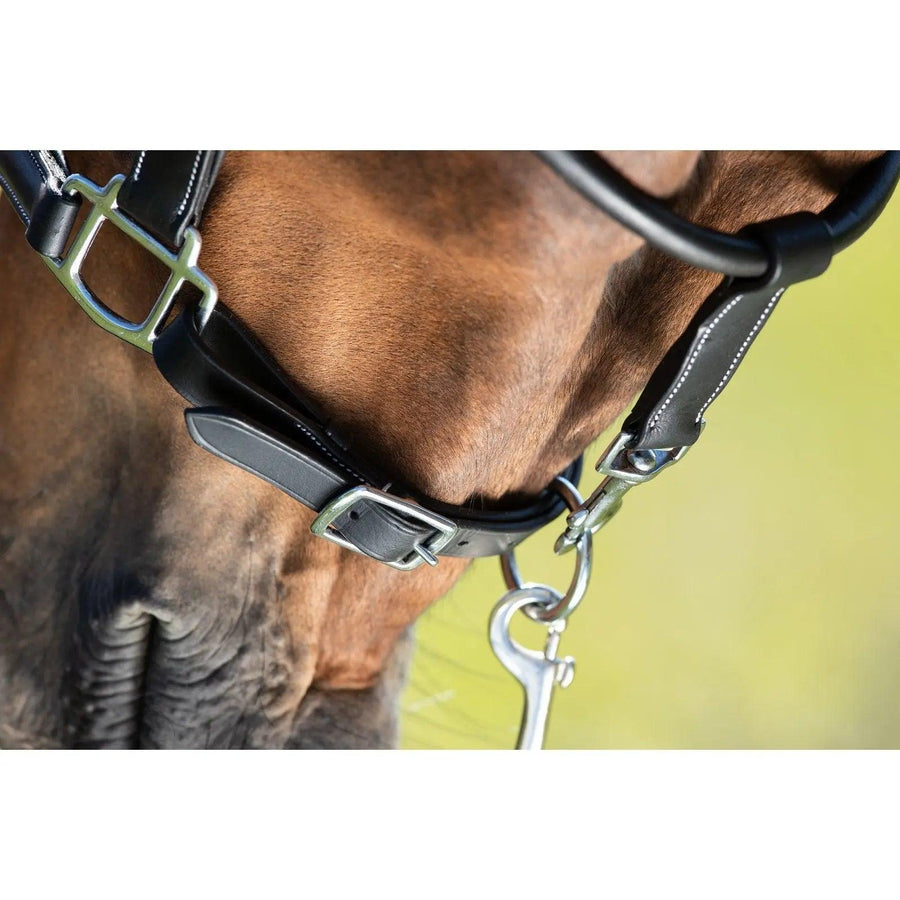 HFI grooming halter HFI