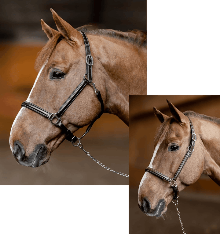 HFI Halter little groom - HorseworldEU