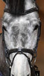 HFI painted bridle - HorseworldEU