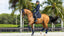 LeMieux ProSorb Plain 2 Pocket dressage Square - HorseworldEU