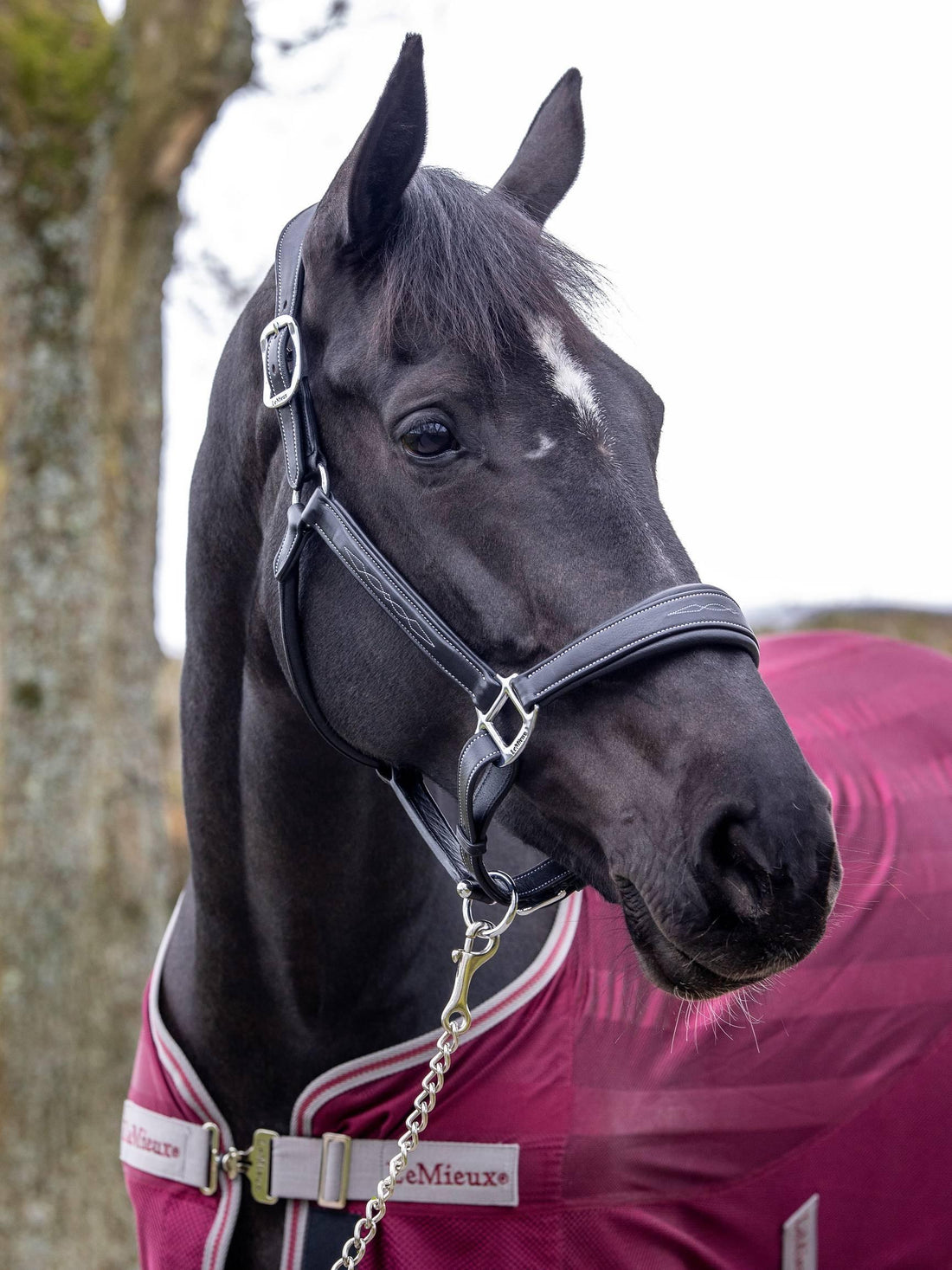 LeMieux stitched leather headcollar - HorseworldEU