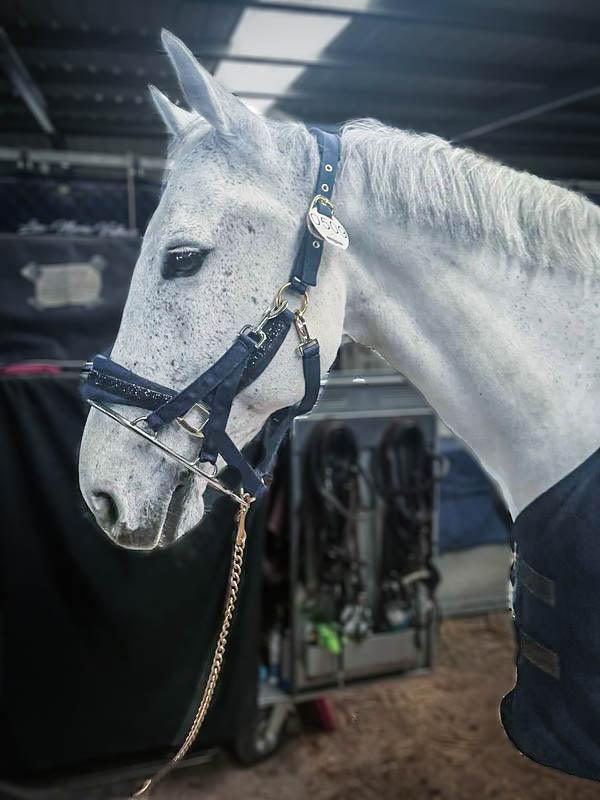 One Equestrian stallion ring - HorseworldEU