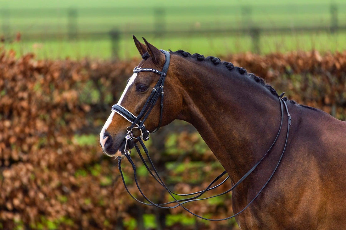 Trust Aachen Large patent crank noseband double bridle - HorseworldEU