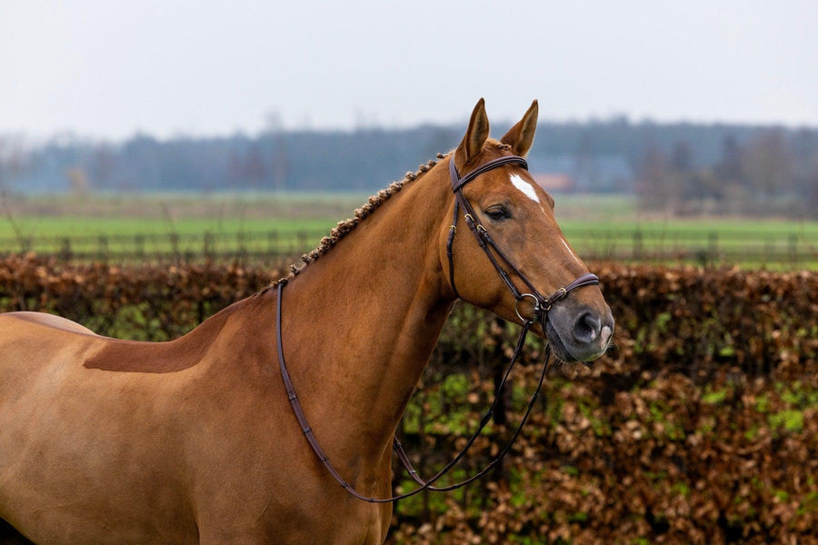 Trust Barcelona Adjusted drop noseband bridle - HorseworldEU