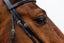 Trust Rome Drop noseband bridle - HorseworldEU